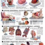 Securlab MODELLI ANATOMICI