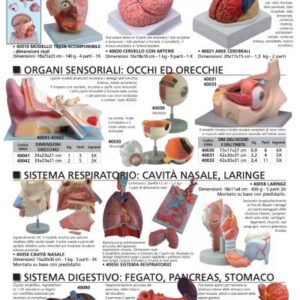 Securlab MODELLI ANATOMICI